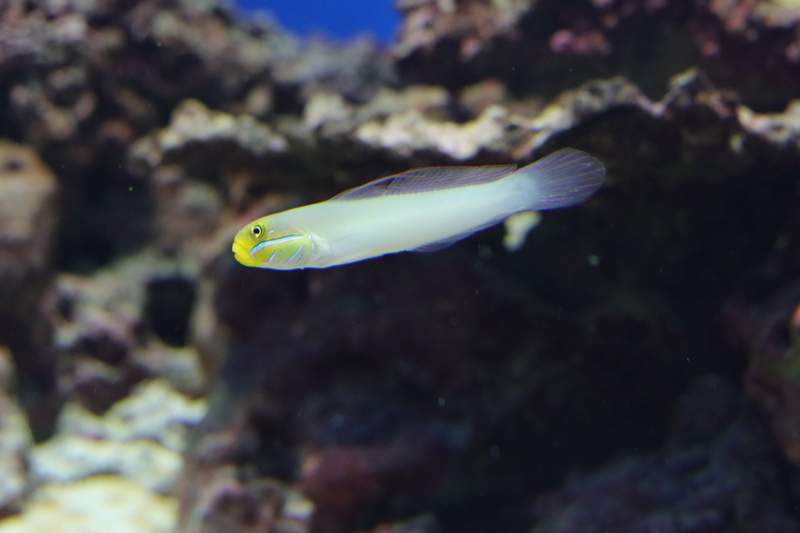 f:id:zoonimal:20210718234525j:plain