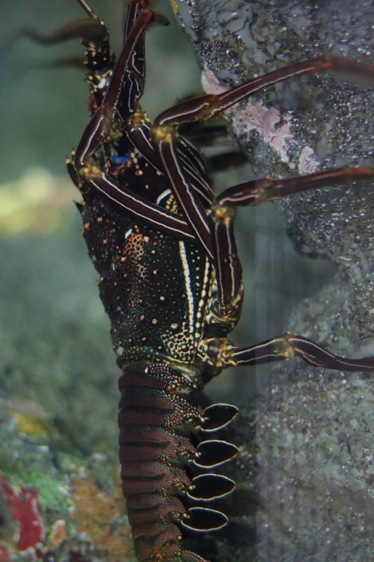 f:id:zoonimal:20210718234535j:plain