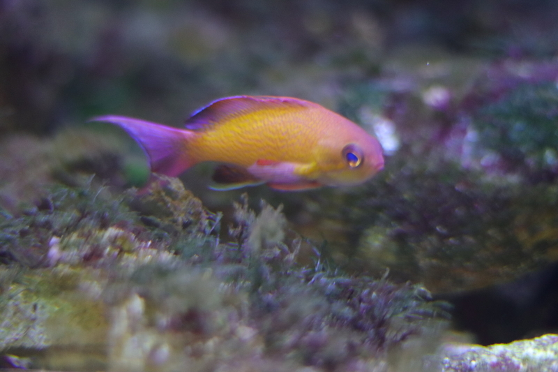 f:id:zoonimal:20210718234541j:plain