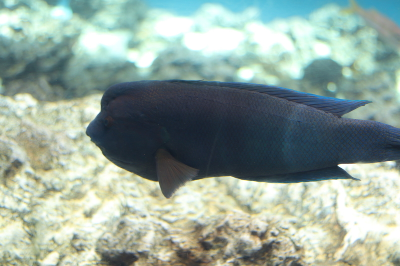 f:id:zoonimal:20210718234557j:plain