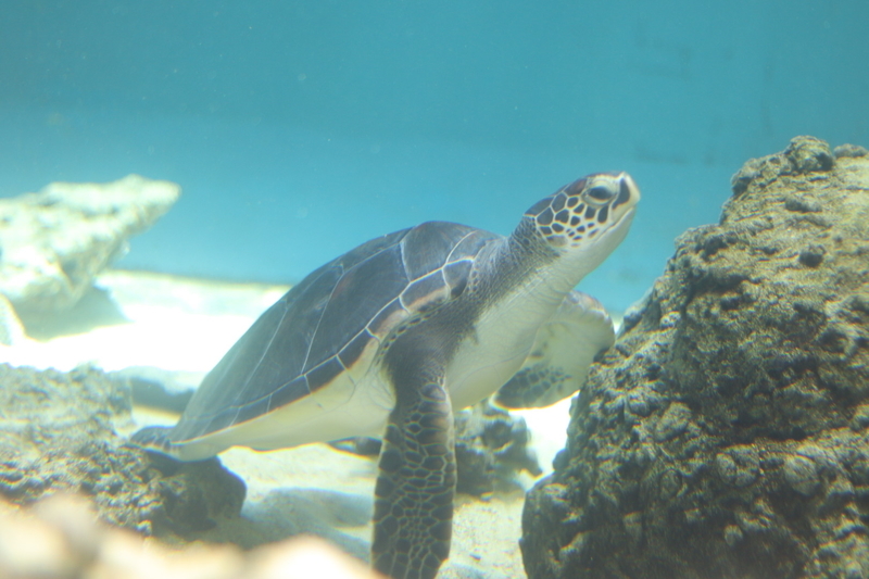 f:id:zoonimal:20210718234608j:plain