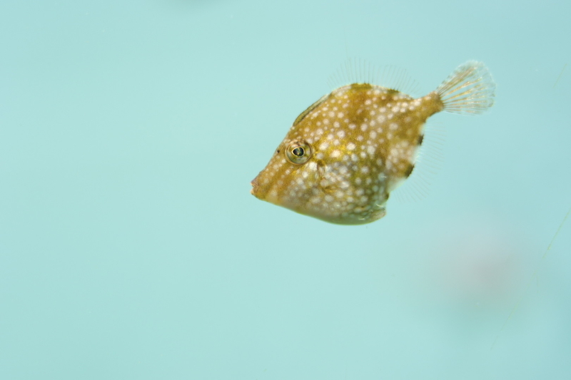 f:id:zoonimal:20210718234624j:plain