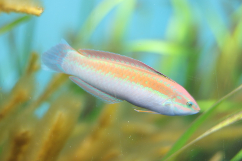 f:id:zoonimal:20210718234629j:plain