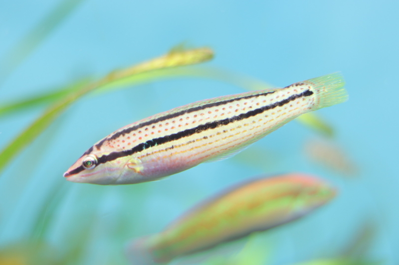 f:id:zoonimal:20210718234634j:plain