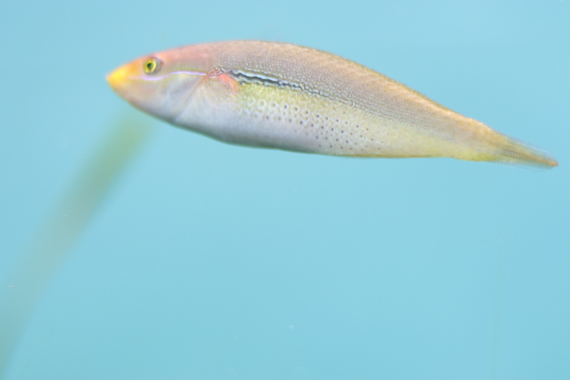 f:id:zoonimal:20210718234645j:plain