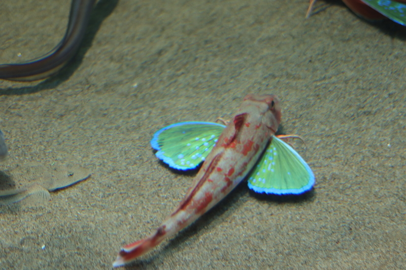 f:id:zoonimal:20210718234657j:plain