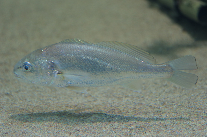 f:id:zoonimal:20210718234704j:plain