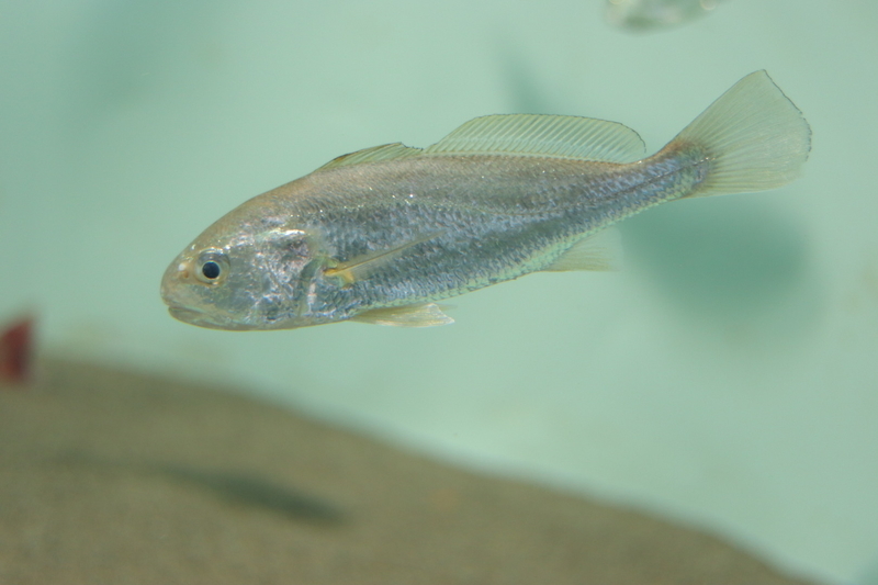 f:id:zoonimal:20210718234715j:plain