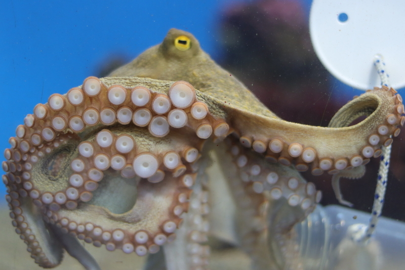 f:id:zoonimal:20210718234721j:plain