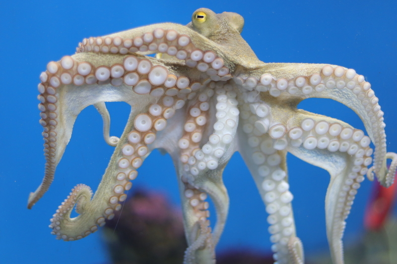 f:id:zoonimal:20210718234727j:plain