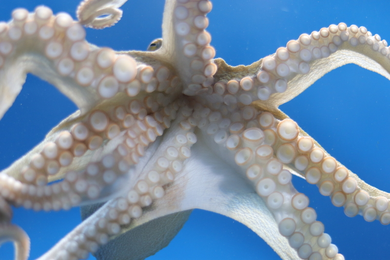 f:id:zoonimal:20210718234732j:plain