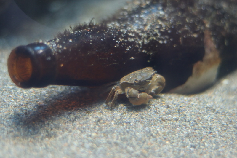 f:id:zoonimal:20210718234737j:plain