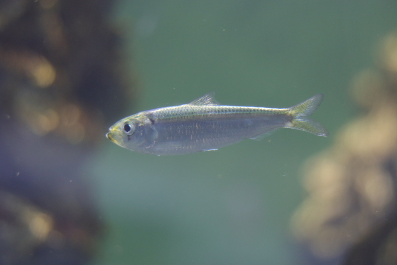 f:id:zoonimal:20210718234755j:plain