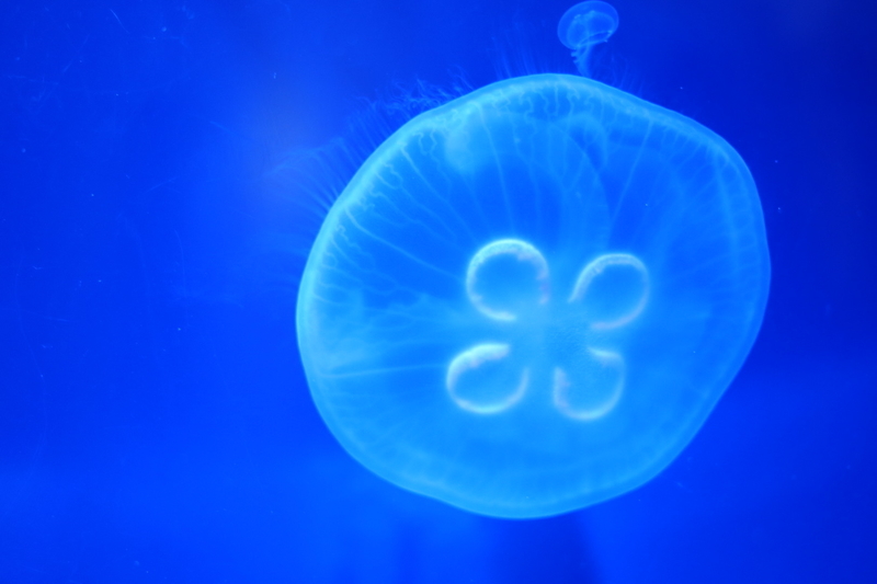 f:id:zoonimal:20210718234801j:plain