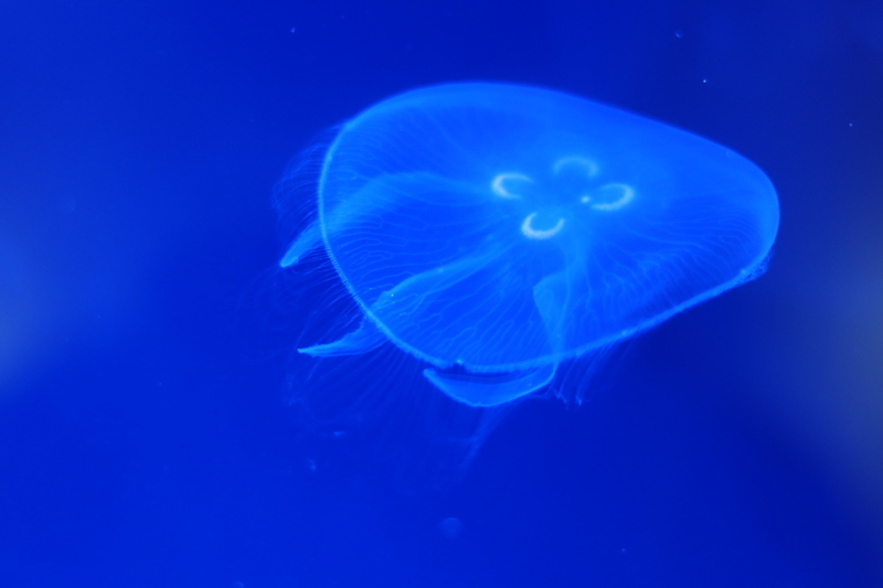 f:id:zoonimal:20210718234807j:plain