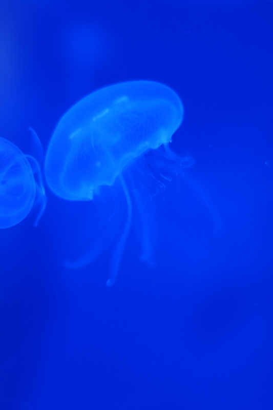 f:id:zoonimal:20210718234813j:plain