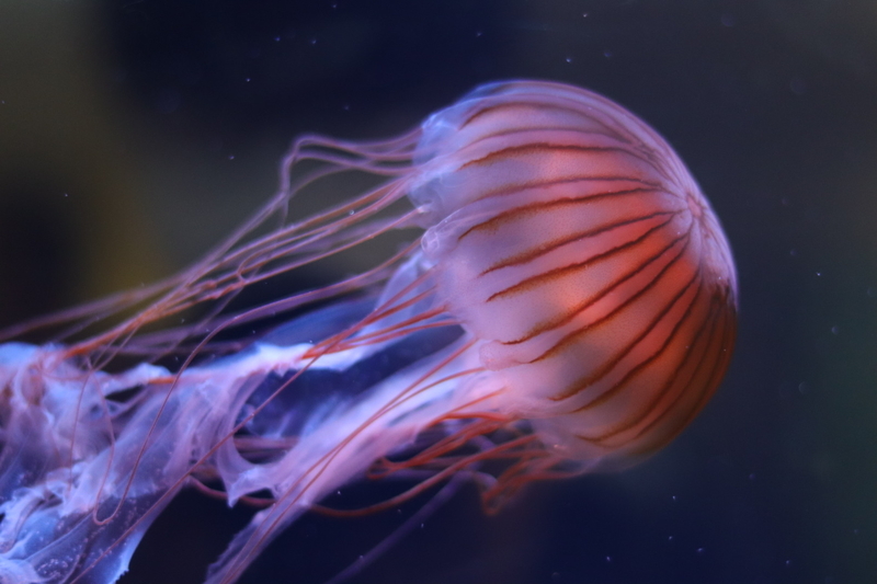 f:id:zoonimal:20210718234819j:plain