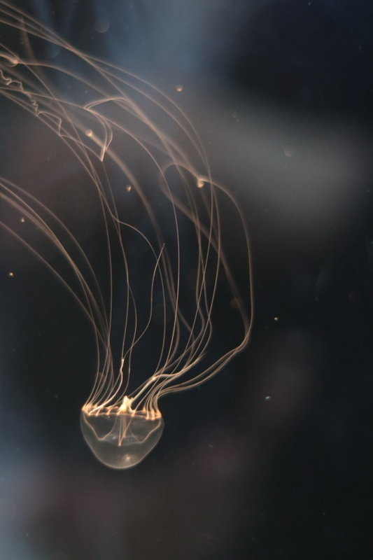 f:id:zoonimal:20210718234826j:plain