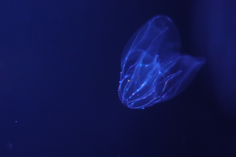 f:id:zoonimal:20210718234831j:plain