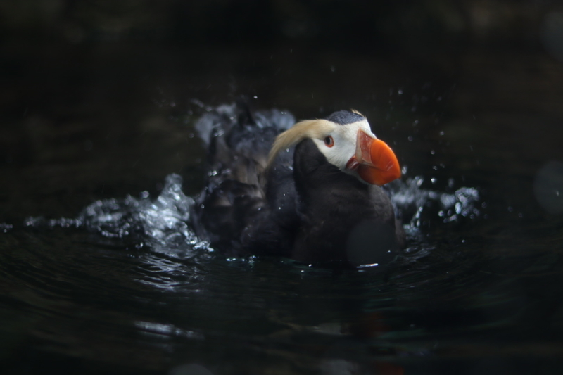 f:id:zoonimal:20210718234844j:plain