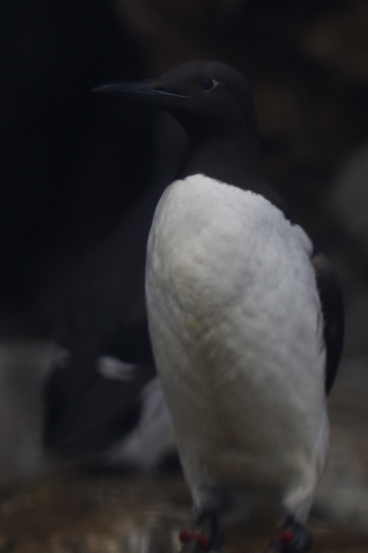 f:id:zoonimal:20210718234848j:plain