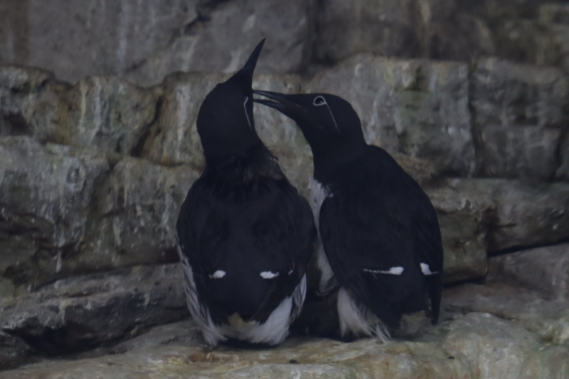 f:id:zoonimal:20210718234853j:plain