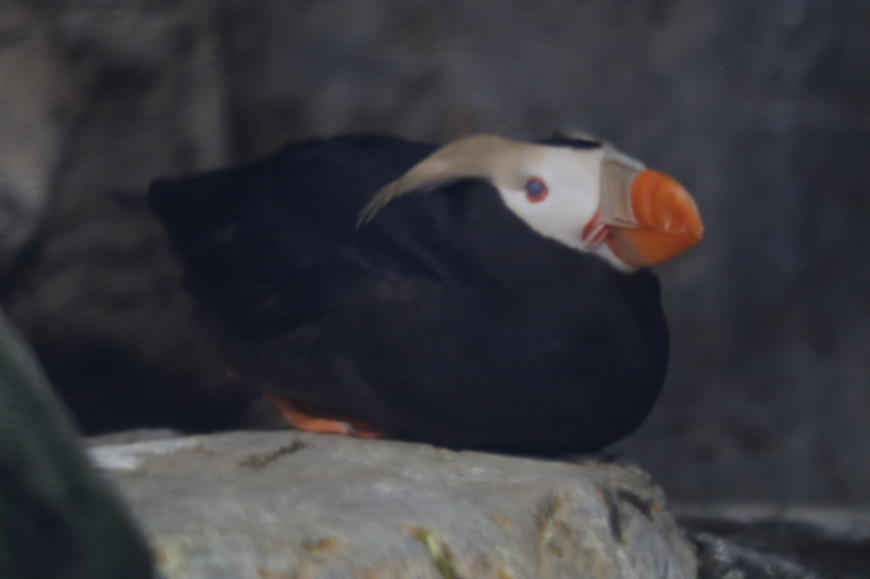 f:id:zoonimal:20210718234859j:plain