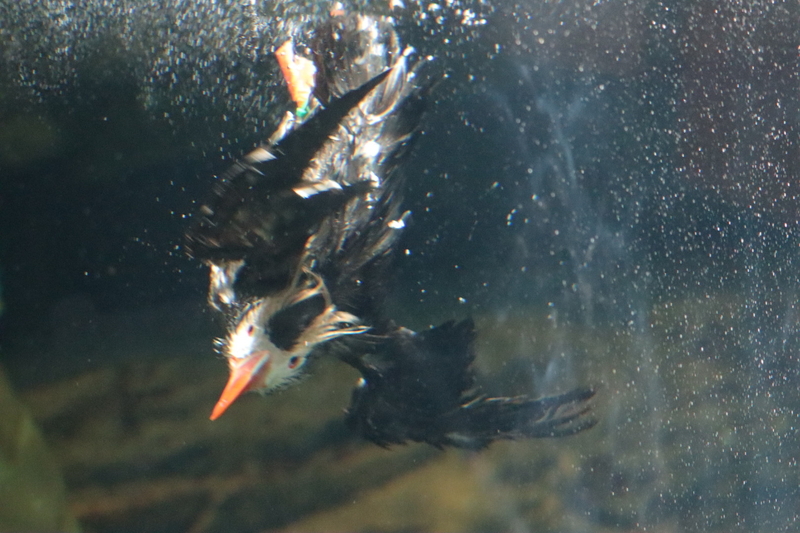 f:id:zoonimal:20210718234904j:plain