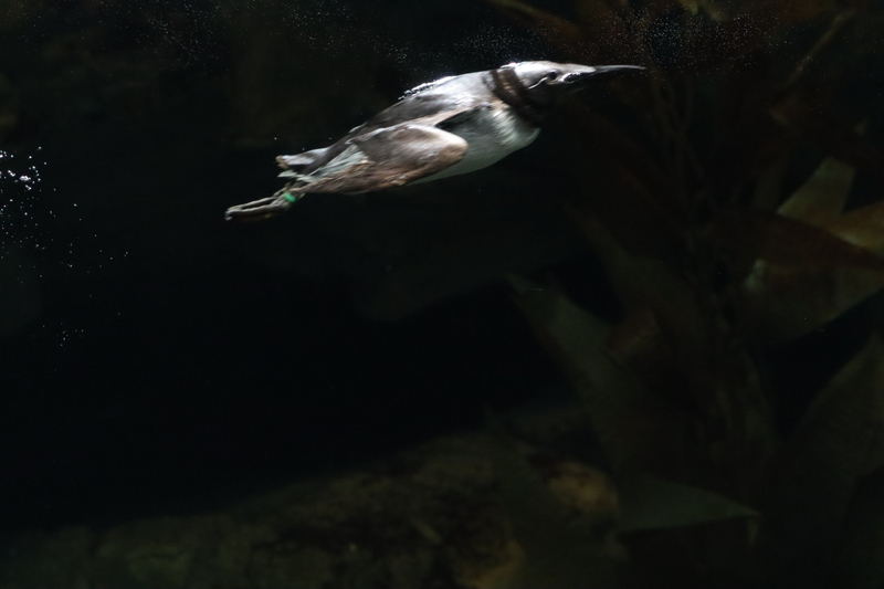 f:id:zoonimal:20210718234914j:plain