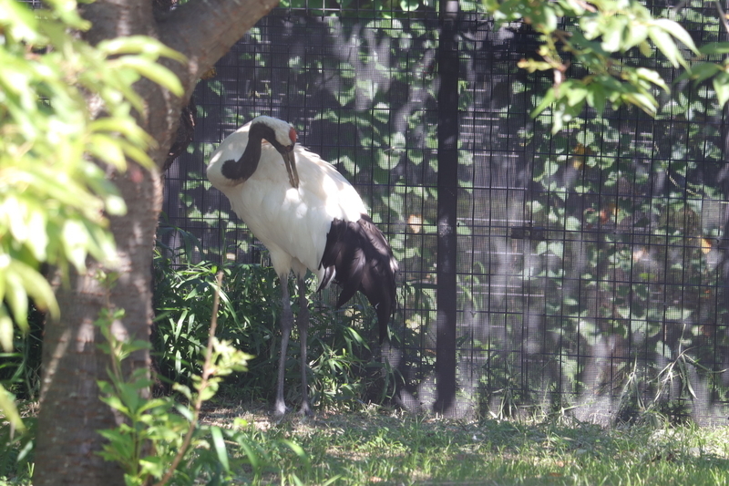 f:id:zoonimal:20210718234926j:plain