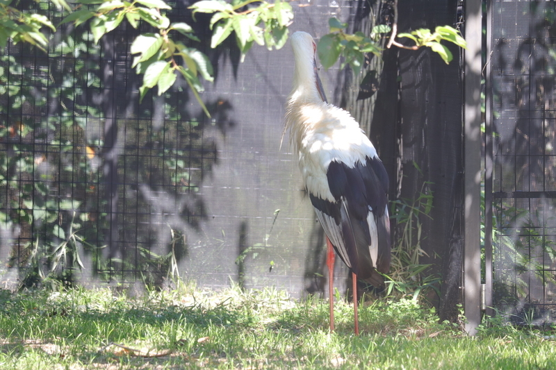 f:id:zoonimal:20210718234934j:plain