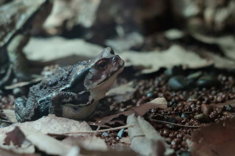 f:id:zoonimal:20210718234939j:plain