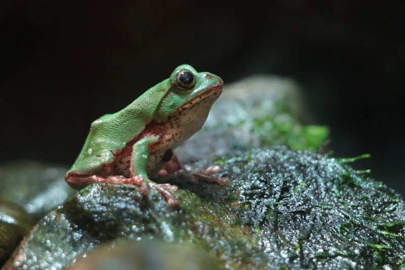 f:id:zoonimal:20210718234944j:plain