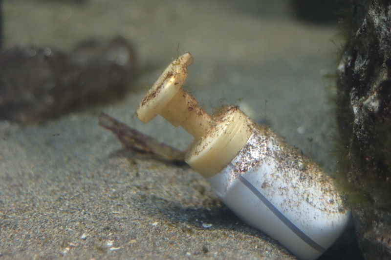 f:id:zoonimal:20210725131609j:plain