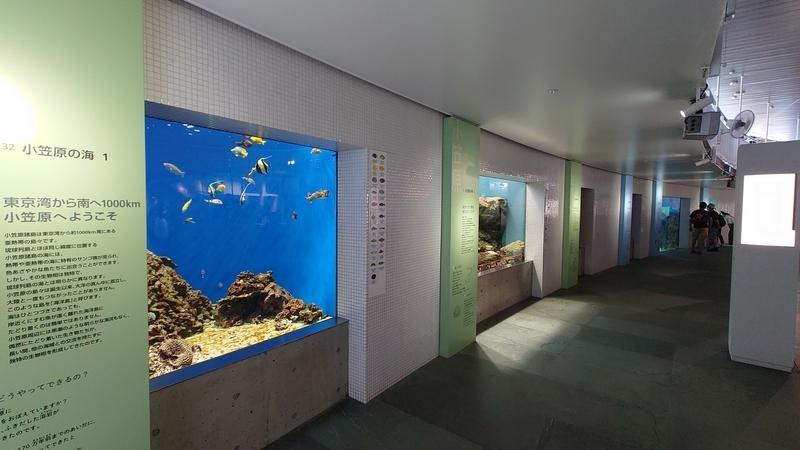 f:id:zoonimal:20210725132346j:plain