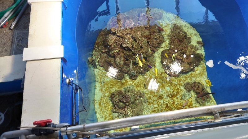 f:id:zoonimal:20210725132516j:plain