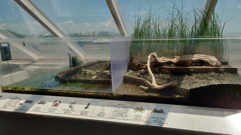 f:id:zoonimal:20210725132530j:plain