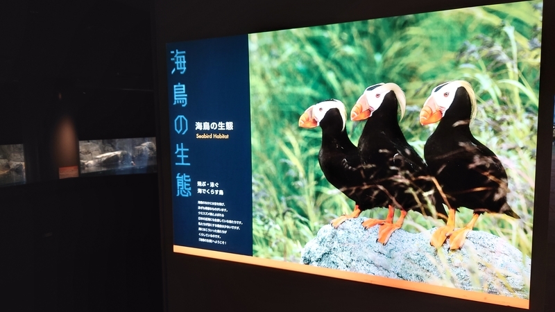 f:id:zoonimal:20210725132543j:plain