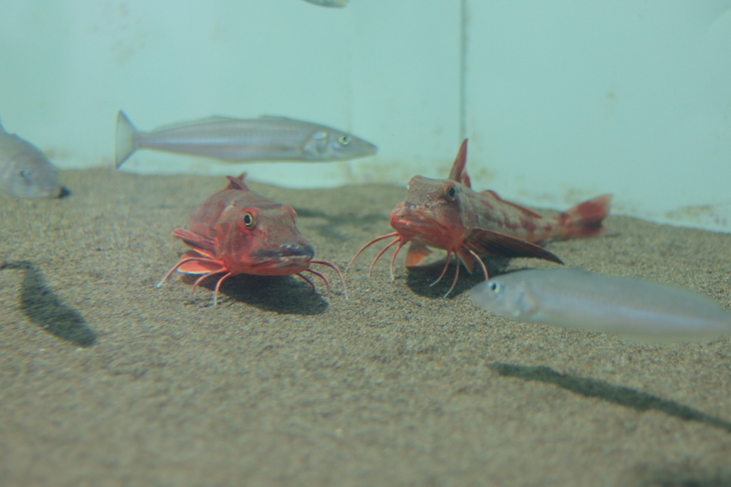 f:id:zoonimal:20210725132908j:plain