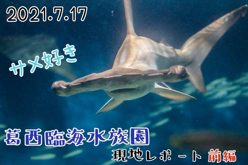 レポ 27 サメが見たくて行ってきた 葛西臨海水族園現地レポート 21 7 17 前編 大人だって動物園