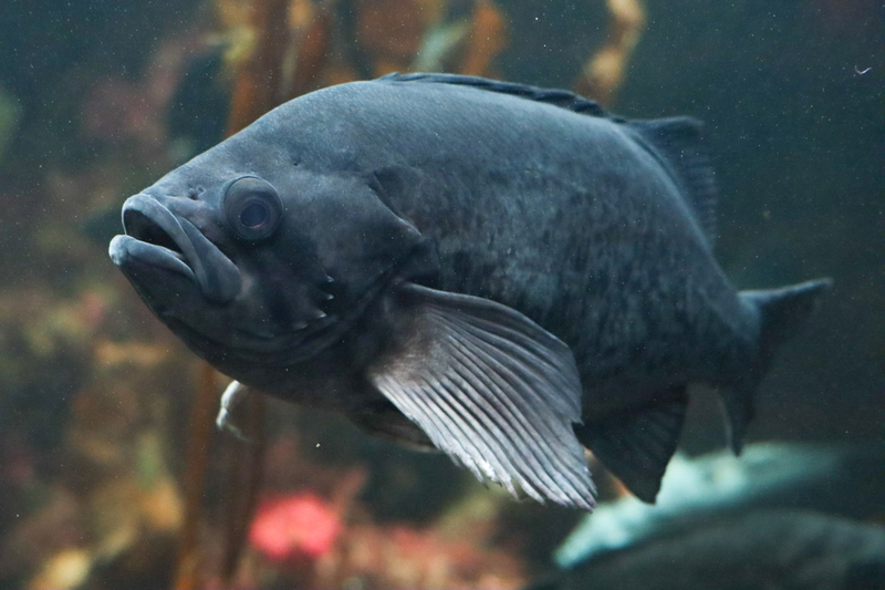 f:id:zoonimal:20210801180440j:plain