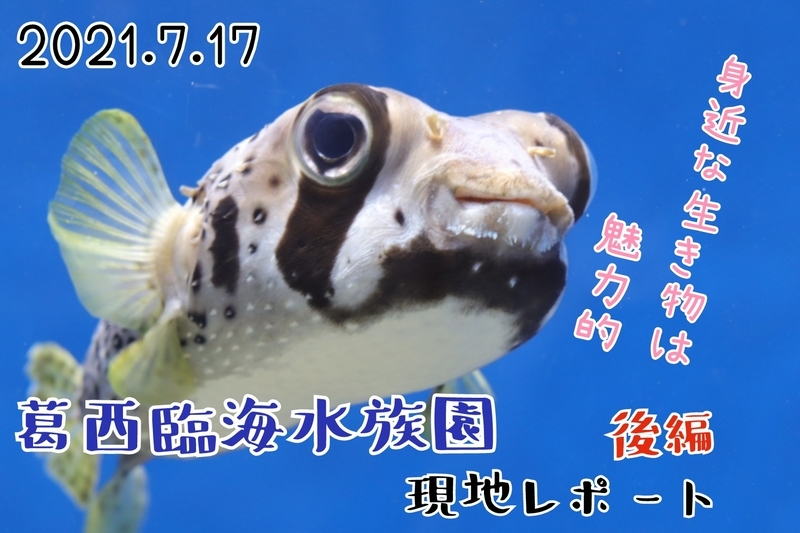 f:id:zoonimal:20210801181634j:plain