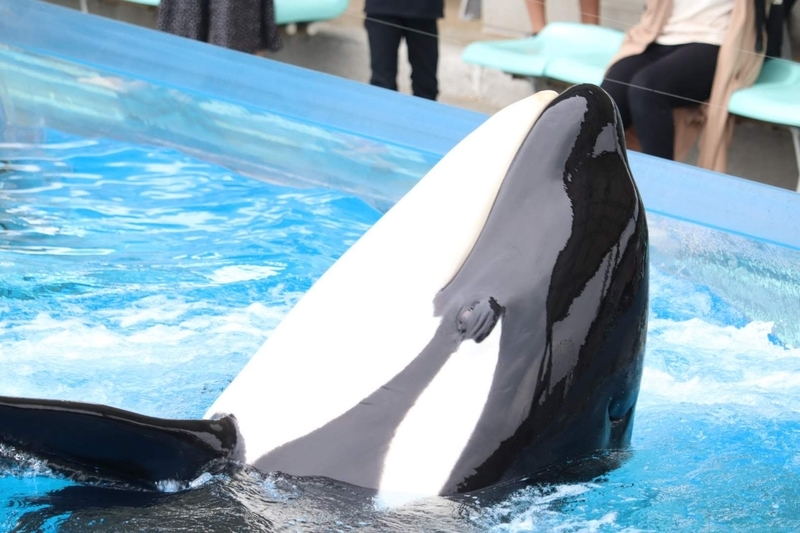 生き物紹介 4 海の頂点 シャチの生態 見られる水族館まとめ 大人だって動物園