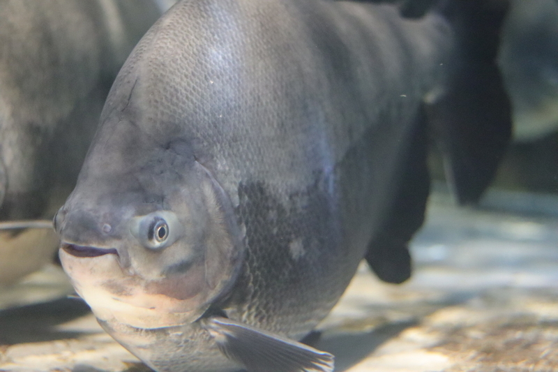 レポ 34 ひとりぼっちのしながわ水族館現地レポート 21 12 4 後編 大人だって動物園