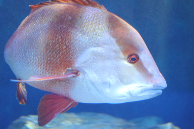 レポ 34 ひとりぼっちのしながわ水族館現地レポート 21 12 4 後編 大人だって動物園