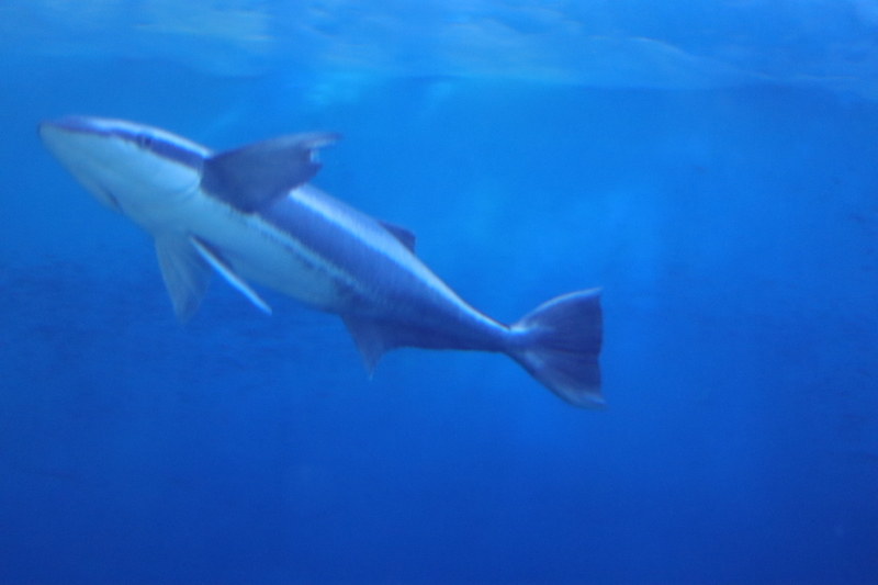 レポ 34 ひとりぼっちのしながわ水族館現地レポート 21 12 4 後編 大人だって動物園