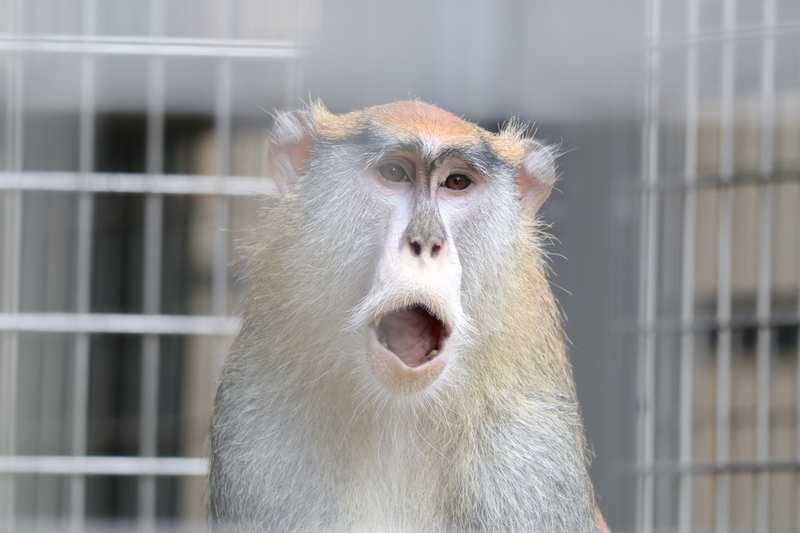 レポ 35 はじめましてチビーター 千葉市動物公園現地レポート 22 3 19 動物園 大人だって動物園