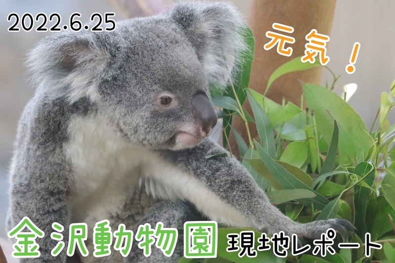 レポ 40 コアラの穴場スポット 金沢動物園現地レポート 22 6 25 動物園 大人だって動物園