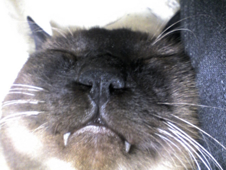 f:id:zorki-0721:20090221235644j:image f:id:zorki-0721:20090221235644j:image