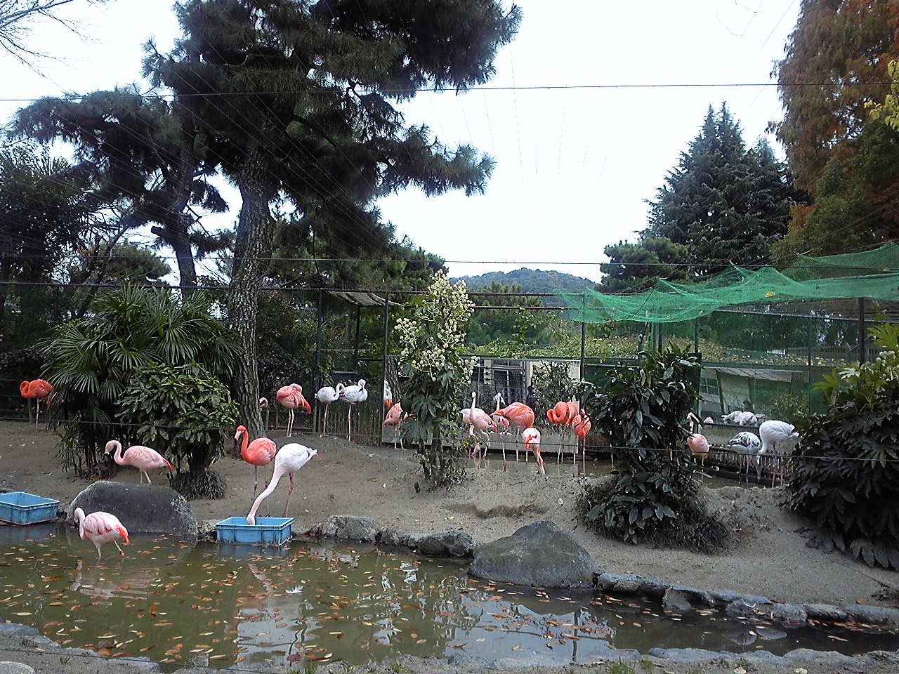 f:id:zoroinu:20101128140519j:image:w400 f:id:zoroinu:20101128140519j:image:w400